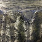 Navy Gold Poppy Metallic